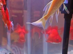 -海底捞火锅(武胜路凯德广场店)