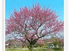 -花开海上生态园