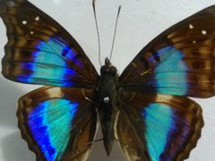 -上海昆虫博物馆