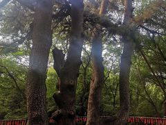 -北陵公园