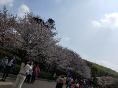 -武汉大学-樱园