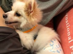 -百好乐宠物友好餐厅(朝外大街店)