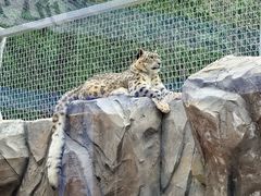 -青藏高原野生动物园