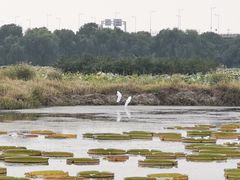 -荷塘月色湿地公园·向阳花洲