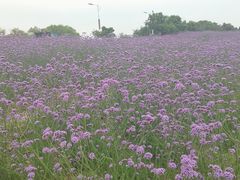 -西京湾花海