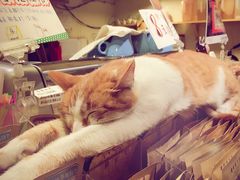 -猫的天空之城概念书店(西塘古镇店)