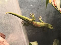 -上海大自然野生昆虫馆(东方明珠·爬宠昆虫探索中心)