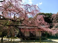 -醍醐寺