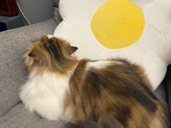 -babydoll猫舍·米努特·德文·缅因(久光中心店)