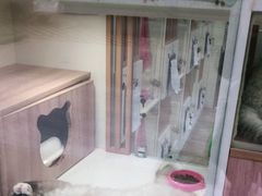 -李小姐の猫咖啡馆(五角场店)