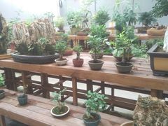 -龙大花卉苗木市场