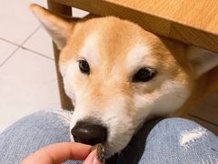 -柴务处·柴犬主题狗咖