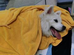 -达爱动物医院·犬猫分区·CT·复杂眼科(远洋山水分院)