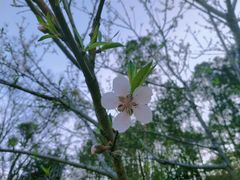 -神光山国家森林公园