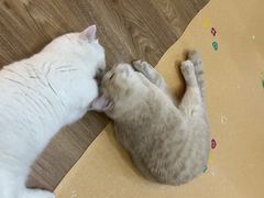 -COLOR PETS 撸猫馆·购猫·猫咖(长风大悦城店)