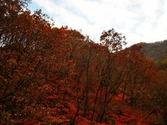 -关门山森林公园