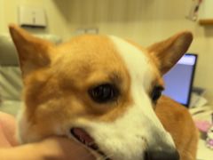 -宠爱国际动物医院· 猫科· 外科·中兽医(长白店)