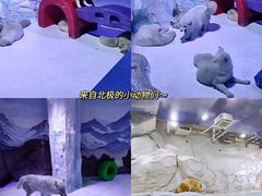 -海合安成都极地海洋公园