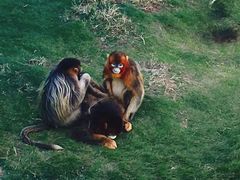 -西霞口神雕山野生动物世界