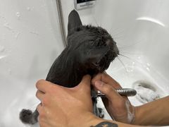 -爱洗澡的猫(望京店)