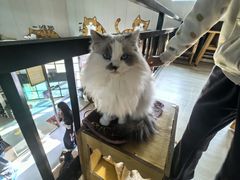 -豆逗聊愈猫阁Easy Life