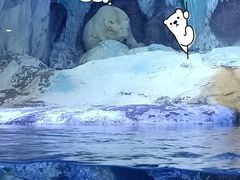 -海合安青岛极地海洋公园