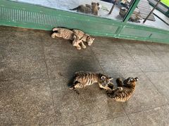 -秦皇岛野生动物园