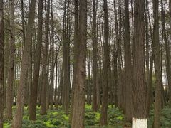-月湖风景区
