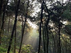 -铁山坪森林公园