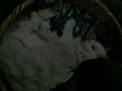 android_upload_pic-Anne猫窝咖啡屋