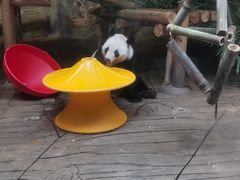 -深圳野生动物园