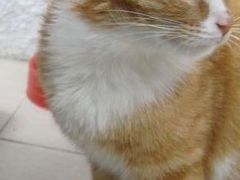 -纳吉亚猫专科动物诊疗中心(蒋宅口分院)