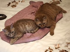 -纳吉亚猫专科动物诊疗中心(蒋宅口分院)