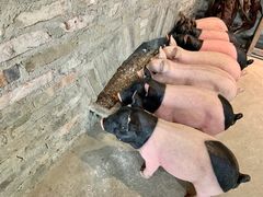 景观位-猪圈咖啡