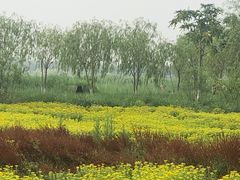 -西青郊野公园
