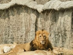 -北京野生动物园