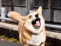 -菊上料理(蜀山银泰百货店)