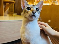 -MOCHA明星猫咖(田子坊店)