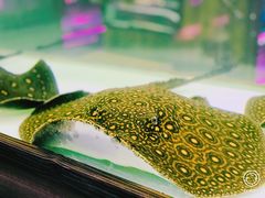 -中环花鸟鱼虫市场
