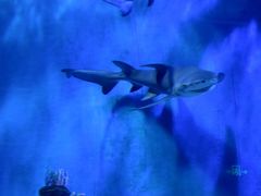 -太平洋海底世界