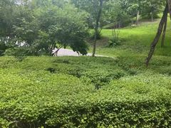 -群力丁香公园