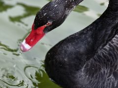 -行者书屋大堂吧 ·下午茶(南京圣和府邸酒店)