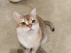 -逗柴咖啡屋·狗咖猫咖宠物桌游