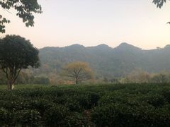 -龙井村