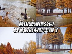 -西山漾湿地公园