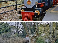 -上海共青森林公园