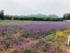 -北京东方普罗旺斯薰衣草庄园