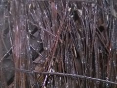 -四季美汤包(户部巷店)