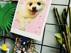 -超宠爱宠物摄影-Super pet