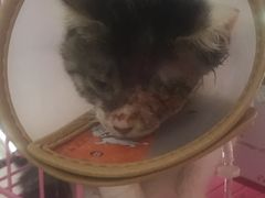 -爱侣宠医·鹦鹉专科·小型哺乳类·异宠专科(灵石路店)